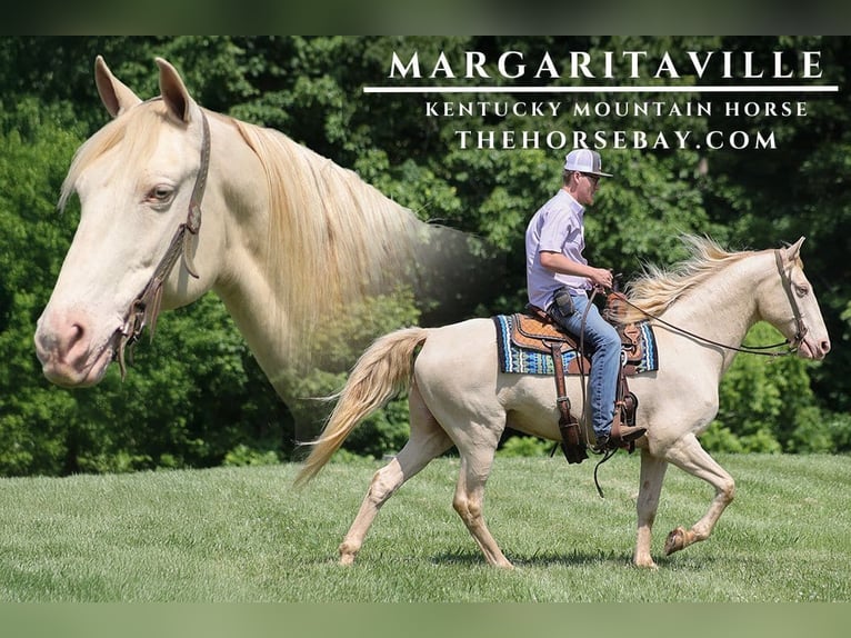 Kentucky Mountain Saddle Horse Wałach 14 lat 157 cm Cremello in Parkers Lake, KY