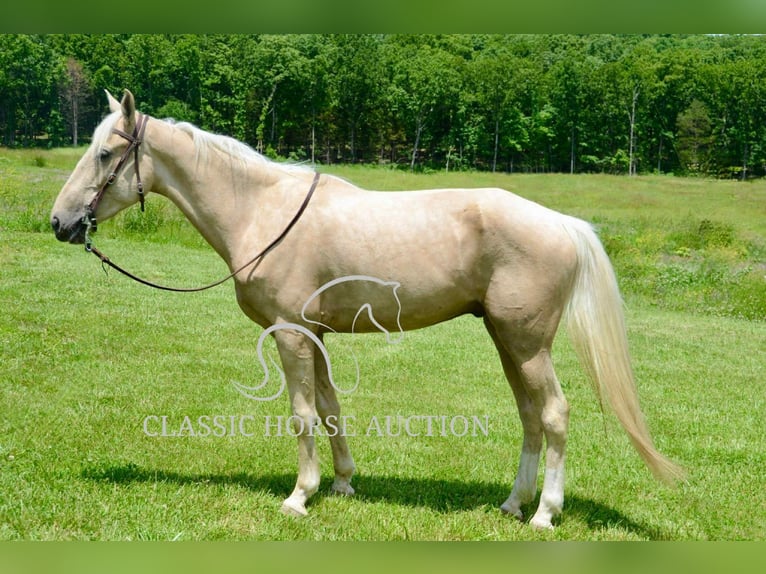 Kentucky Mountain Saddle Horse Wałach 5 lat 152 cm Izabelowata in Park Hills, MO