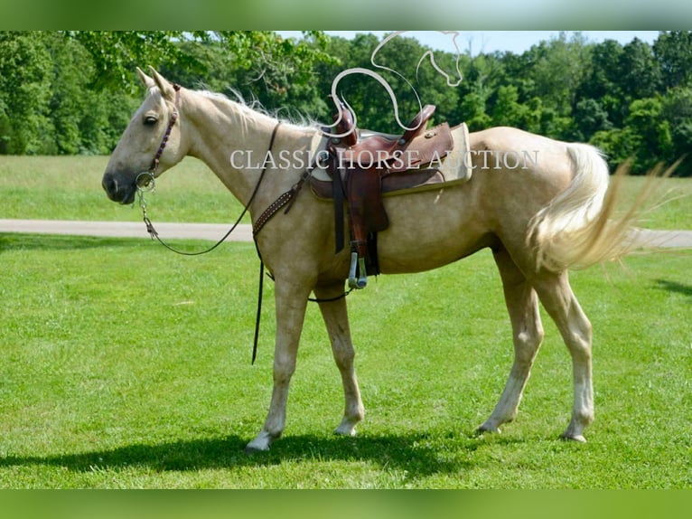Kentucky Mountain Saddle Horse Wałach 5 lat 152 cm Izabelowata in Park Hills, MO