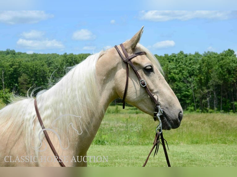 Kentucky Mountain Saddle Horse Wałach 5 lat 152 cm Izabelowata in Park Hills, MO