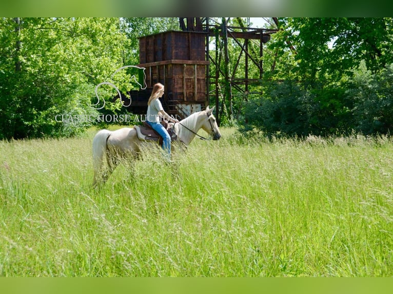 Kentucky Mountain Saddle Horse Wałach 5 lat 152 cm Izabelowata in Park Hills, MO