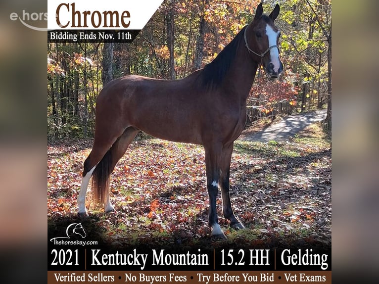 Kentucky Mountain Saddle Horse Wałach 5 lat 157 cm Gniada in Princeton, WV