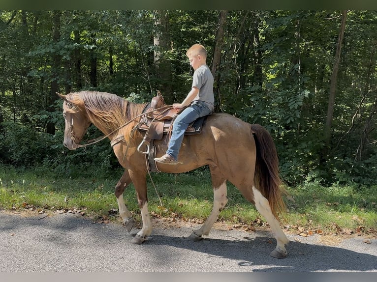 Kentucky Mountain Saddle Horse Wałach 6 lat 147 cm Szampańska in Mount Vernon
