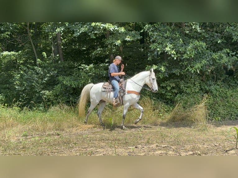 Kentucky Mountain Saddle Horse Wałach 7 lat 157 cm Siwa in West Liberty Kentucky Mountain Saddle Horse Wałach 7 lat 157 cm Siwa in West Liberty