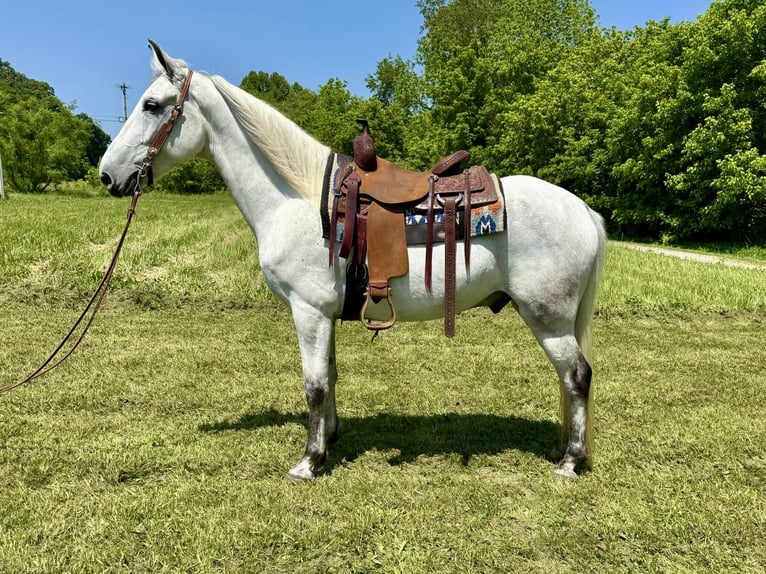 Kentucky Mountain Saddle Horse Wałach 7 lat 157 cm Siwa in West Liberty Kentucky Mountain Saddle Horse Wałach 7 lat 157 cm Siwa in West Liberty