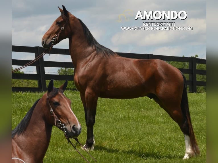 Kentucky Mountain Saddle Horse Wałach 8 lat 152 cm Gniada in Hustonville, KY