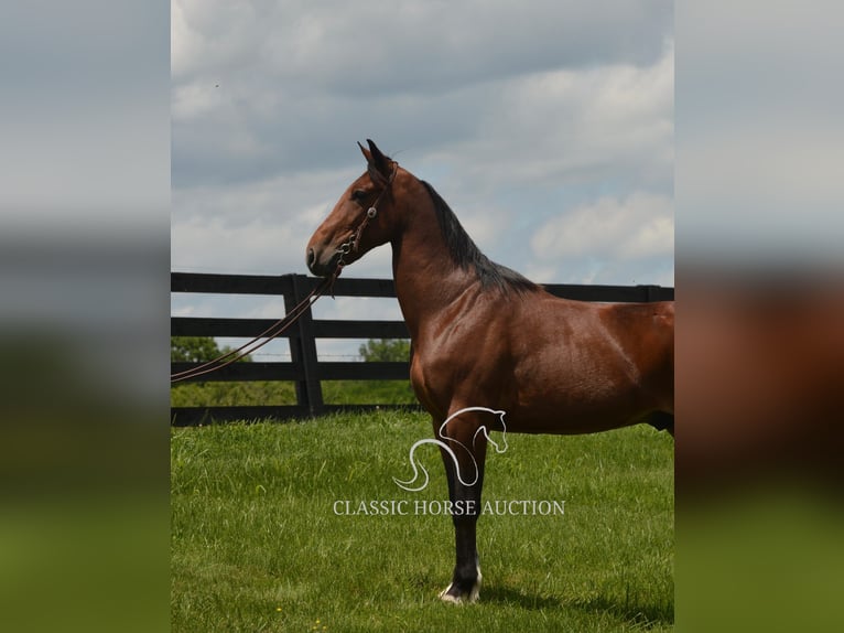 Kentucky Mountain Saddle Horse Wałach 8 lat 152 cm Gniada in Hustonville, KY