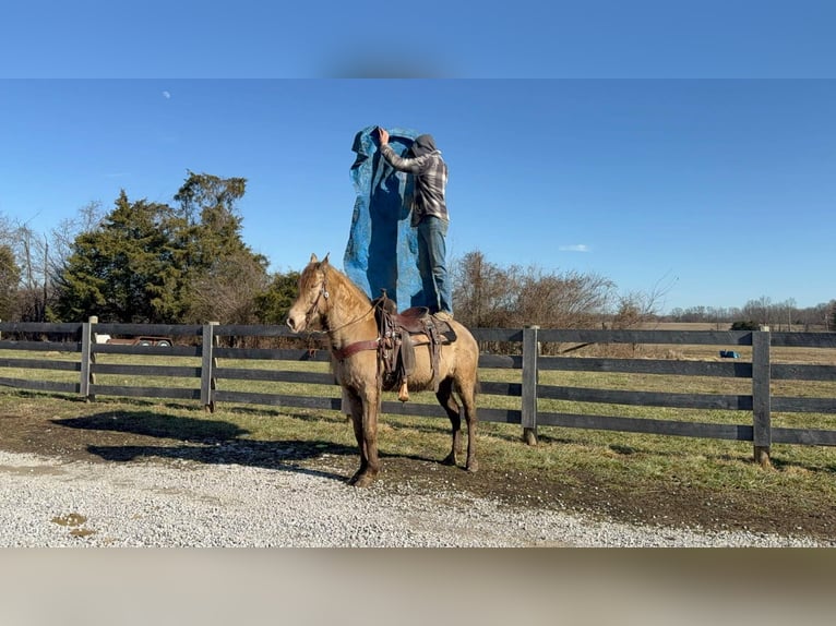 Kentucky Mountain Saddle Horse Wałach 12 lat 152 cm Szampańska in Moscow OH