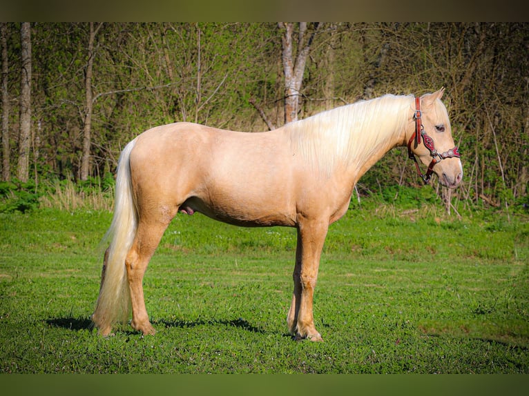 Kentucky Mountain Saddle Horse Wałach 4 lat 150 cm Izabelowata in Flemingsburg KY