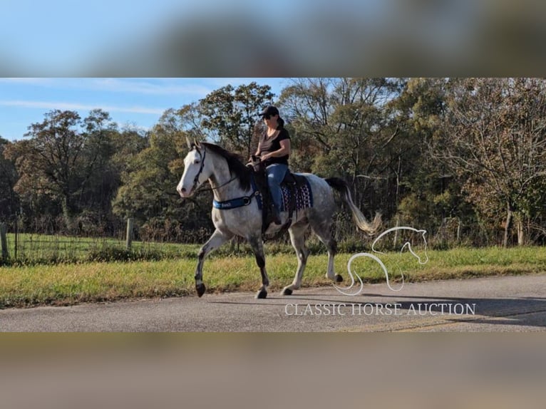 Kentucky Mountain Saddle Horse Wałach 7 lat 152 cm Siwa in Gillsville, GA