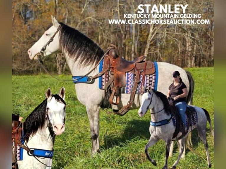 Kentucky Mountain Saddle Horse Wałach 7 lat 152 cm Siwa in Gillsville, GA