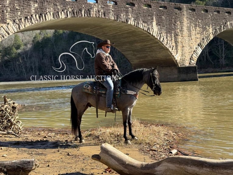 Kentucky Mountain Saddle Horse Wałach 8 lat 142 cm Karodereszowata in Whitley City, KY