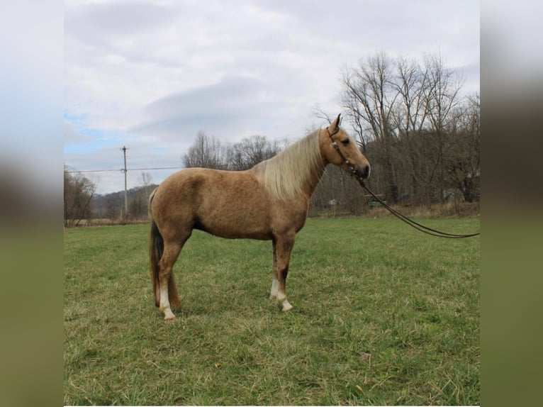 Kentucky Mountain Saddle Horse Wallach 10 Jahre 137 cm Palomino in Salyersville KY