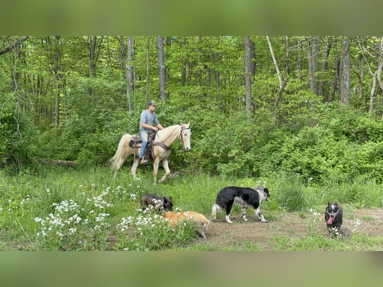 Kentucky Mountain Saddle Horse Wallach 10 Jahre 152 cm Palomino in Moscow, OH