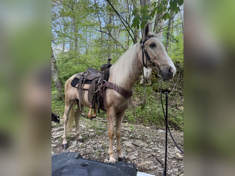 Kentucky Mountain Saddle Horse Wallach 10 Jahre 152 cm Palomino in Moscow, OH