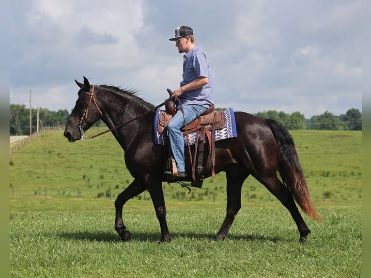 Kentucky Mountain Saddle Horse Wallach 10 Jahre 155 cm Rappe in Parkers Lake Ky