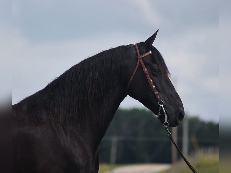 Kentucky Mountain Saddle Horse Wallach 10 Jahre 155 cm Rappe in Parkers Lake Ky