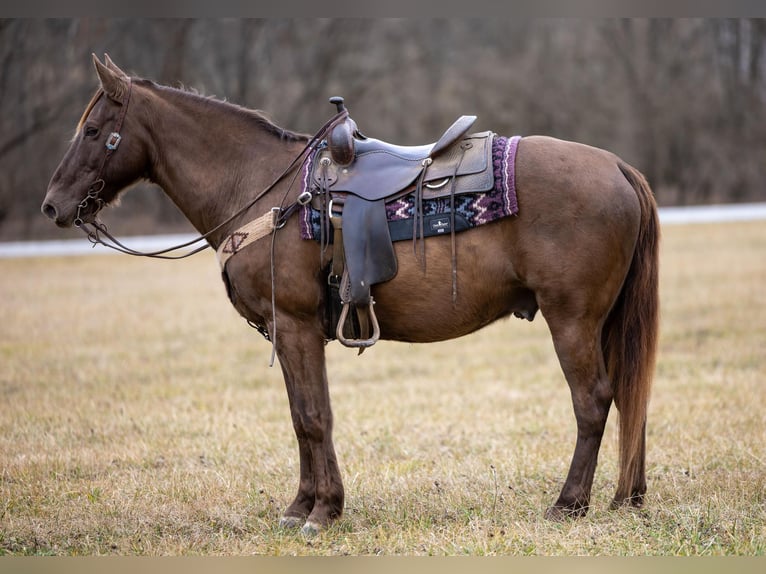 Kentucky Mountain Saddle Horse Wallach 10 Jahre Brauner in Ewing KY