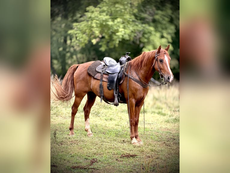 Kentucky Mountain Saddle Horse Wallach 11 Jahre 143 cm Rotfuchs in Canton