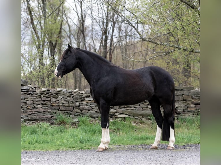 Kentucky Mountain Saddle Horse Wallach 11 Jahre 145 cm Rappe in Everett PA