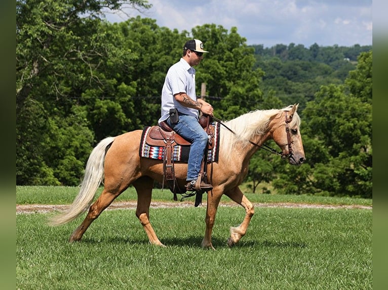 Kentucky Mountain Saddle Horse Wallach 11 Jahre 147 cm Palomino in Parkers Lake Ky