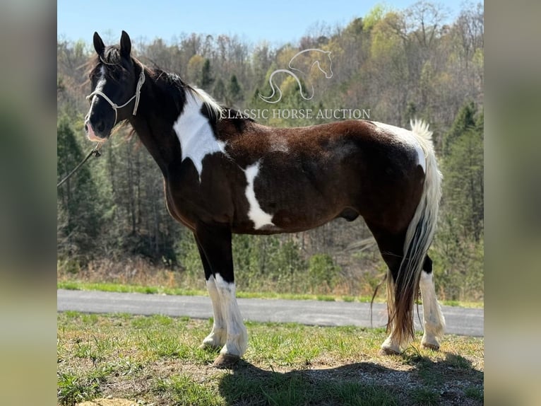 Kentucky Mountain Saddle Horse Wallach 11 Jahre 152 cm in Whitley City, KY