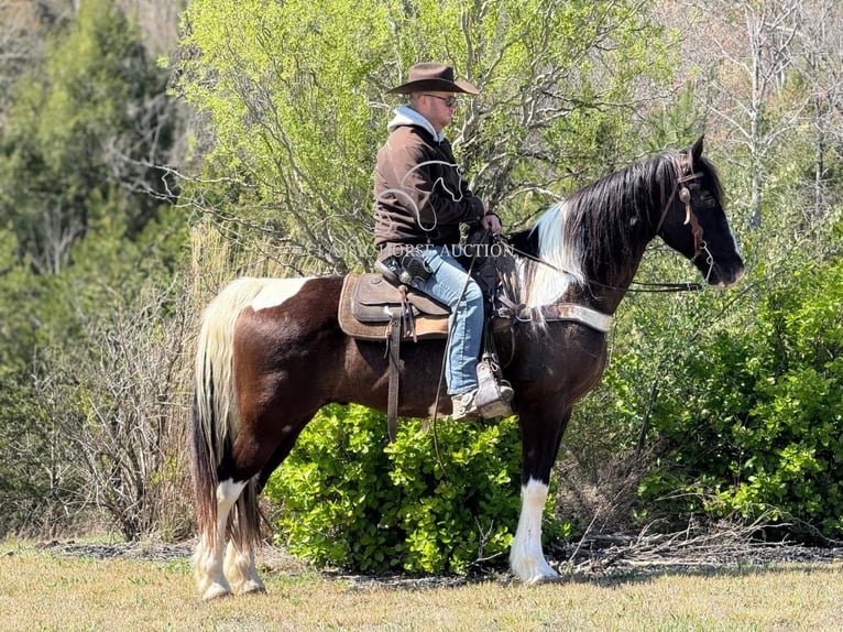 Kentucky Mountain Saddle Horse Wallach 11 Jahre 152 cm in Whitley City, KY