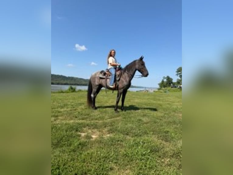 Kentucky Mountain Saddle Horse Wallach 11 Jahre 152 cm Roan-Blue in Felicity