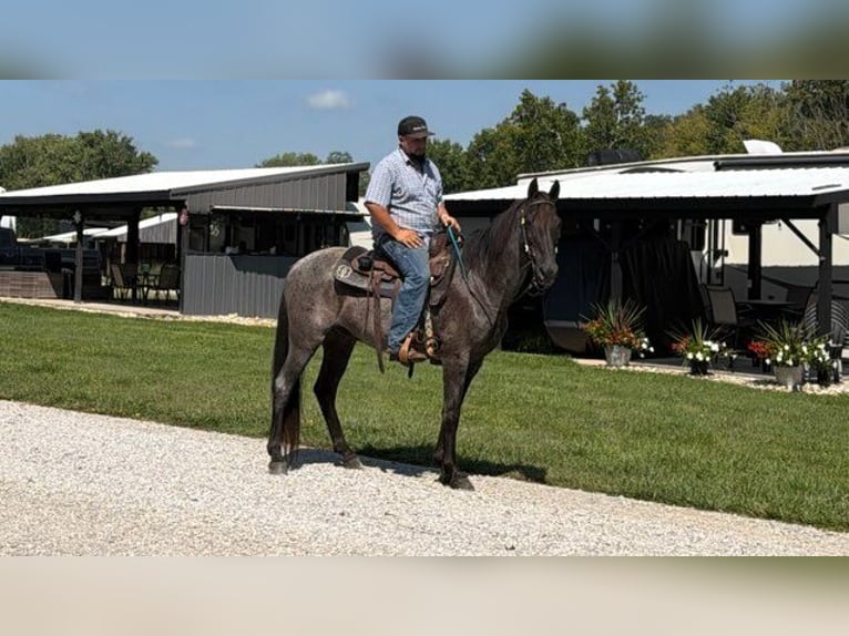 Kentucky Mountain Saddle Horse Wallach 11 Jahre 152 cm Roan-Blue in Felicity