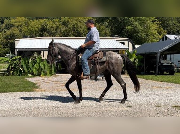Kentucky Mountain Saddle Horse Wallach 11 Jahre 152 cm Roan-Blue in Felicity