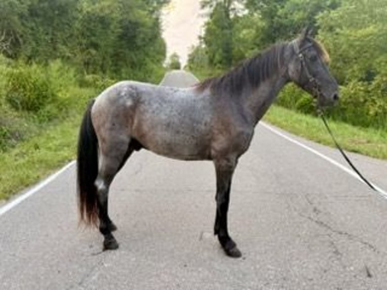 Kentucky Mountain Saddle Horse Wallach 11 Jahre 152 cm Roan-Blue in Felicity