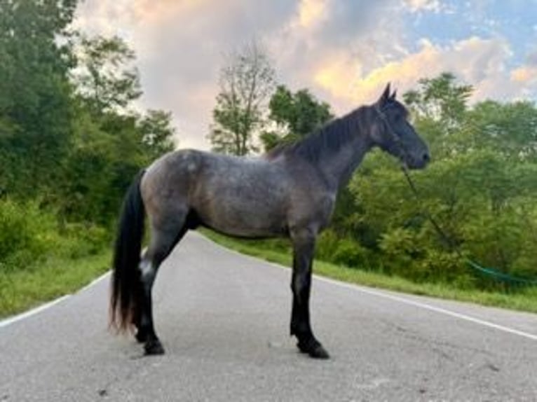 Kentucky Mountain Saddle Horse Wallach 11 Jahre 152 cm Roan-Blue in Felicity