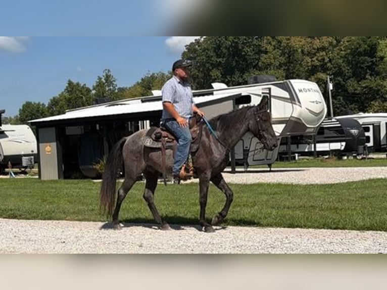 Kentucky Mountain Saddle Horse Wallach 11 Jahre 152 cm Roan-Blue in Felicity