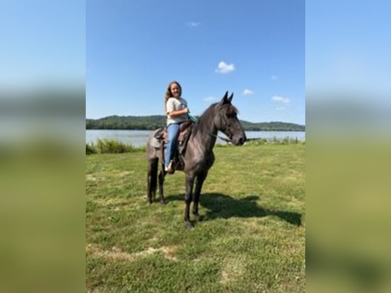 Kentucky Mountain Saddle Horse Wallach 11 Jahre 152 cm Roan-Blue in Felicity