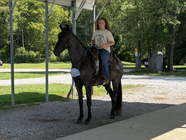 Kentucky Mountain Saddle Horse Wallach 11 Jahre 152 cm Roan-Blue in Felicity