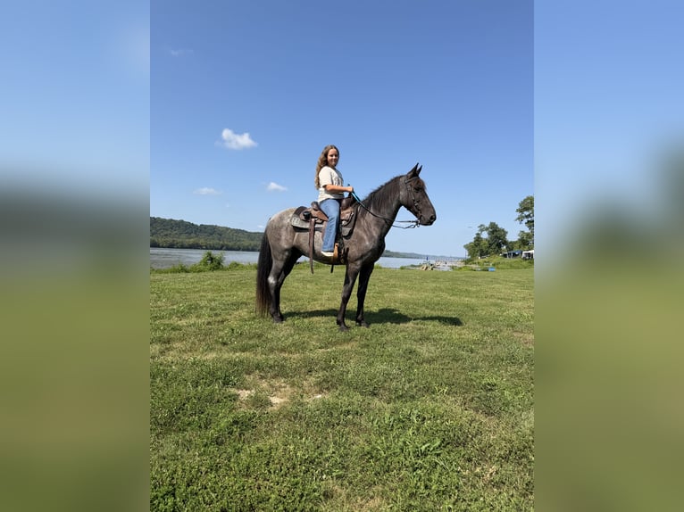Kentucky Mountain Saddle Horse Wallach 11 Jahre 152 cm Roan-Blue in Felicity