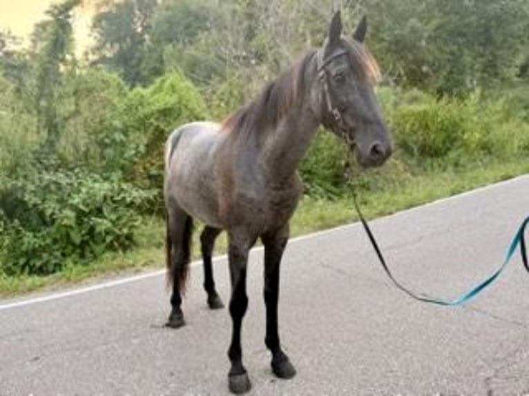 Kentucky Mountain Saddle Horse Wallach 11 Jahre 152 cm Roan-Blue in Felicity