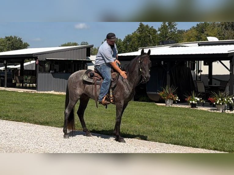Kentucky Mountain Saddle Horse Wallach 11 Jahre 152 cm Roan-Blue in Felicity