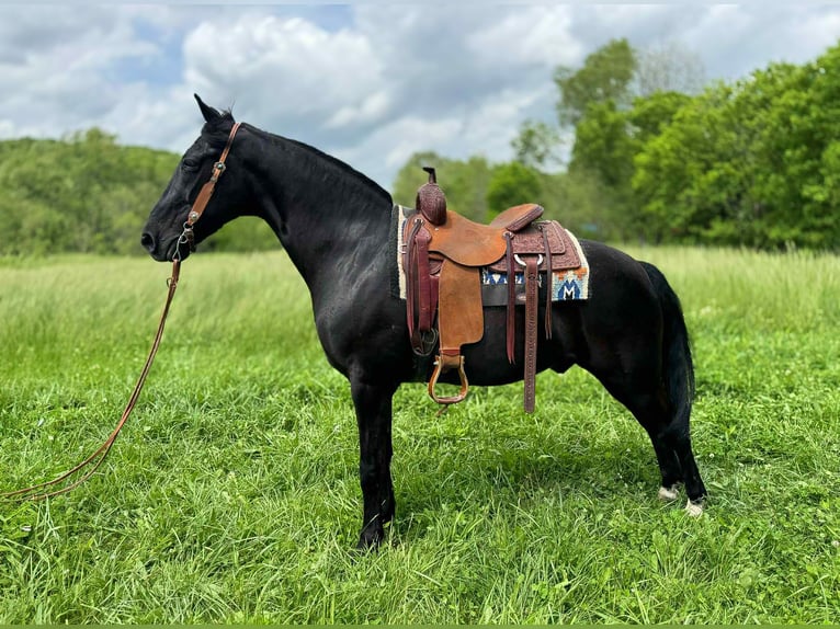 Kentucky Mountain Saddle Horse Wallach 11 Jahre 155 cm Rappe in Moscow OH