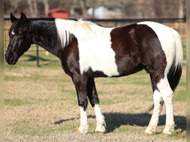 Kentucky Mountain Saddle Horse Wallach 11 Jahre 163 cm Schecke in Warrenton