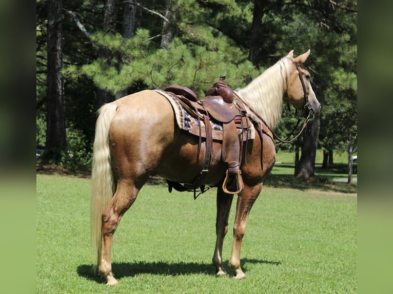 Kentucky Mountain Saddle Horse Wallach 12 Jahre 157 cm Palomino in Cleveland, TN