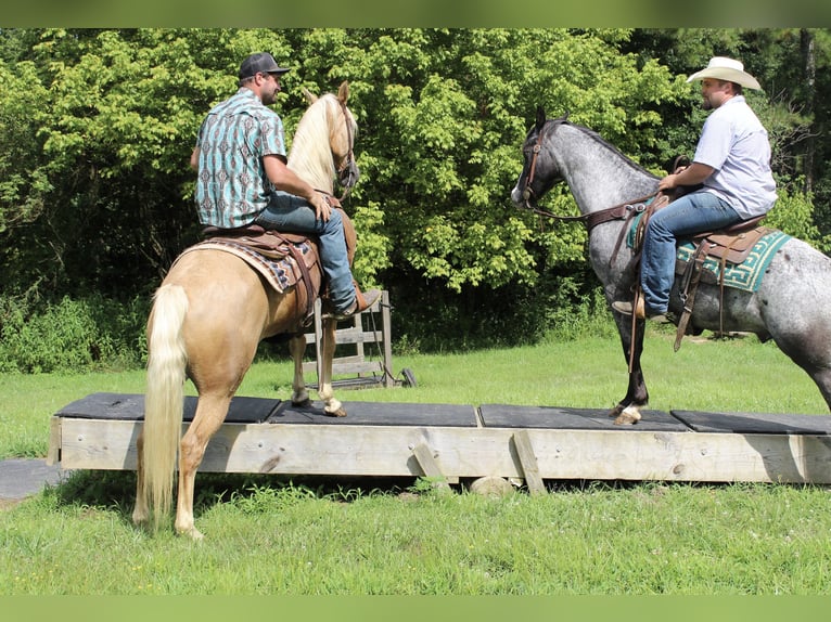 Kentucky Mountain Saddle Horse Wallach 12 Jahre 157 cm Palomino in Cleveland, TN