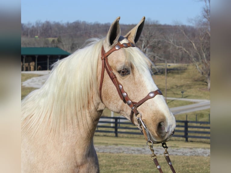 Kentucky Mountain Saddle Horse Wallach 12 Jahre 157 cm Palomino in Whitley City Ky