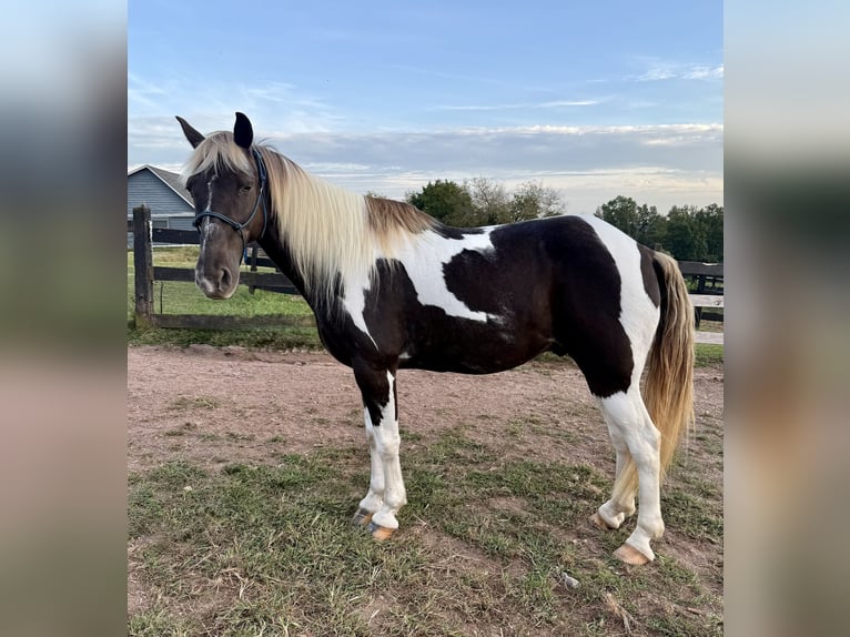 Kentucky Mountain Saddle Horse Wallach 12 Jahre Schecke in Lebanon