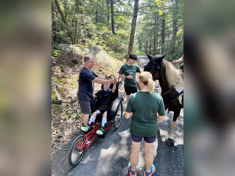 Kentucky Mountain Saddle Horse Wallach 12 Jahre Schecke in Lebanon