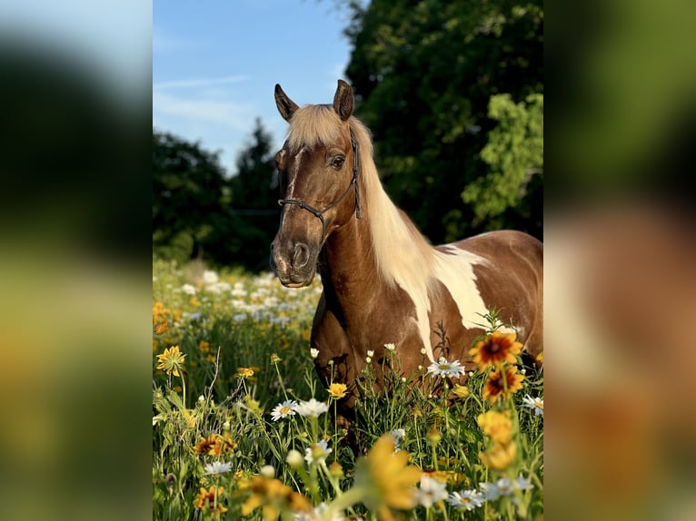 Kentucky Mountain Saddle Horse Wallach 12 Jahre Schecke in Lebanon