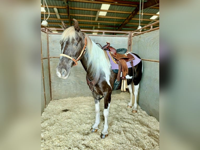 Kentucky Mountain Saddle Horse Wallach 12 Jahre Schecke in Lebanon