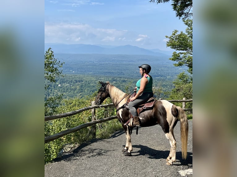 Kentucky Mountain Saddle Horse Wallach 12 Jahre Schecke in Lebanon