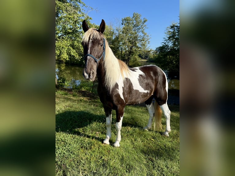 Kentucky Mountain Saddle Horse Wallach 12 Jahre Schecke in Lebanon