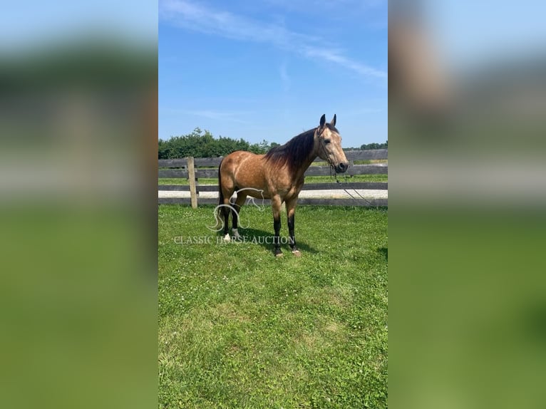 Kentucky Mountain Saddle Horse Wallach 13 Jahre 142 cm Buckskin in Moscow, OH